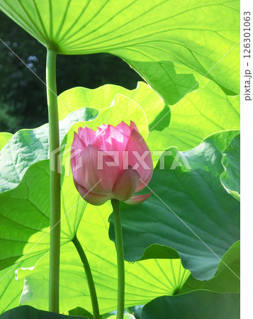 薬師池公園の蓮の花（東京都町田市） 126301063
