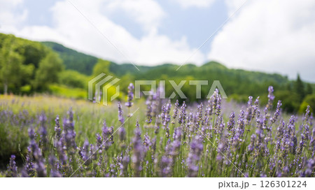 ラベンダーの花　蒜山高原 126301224