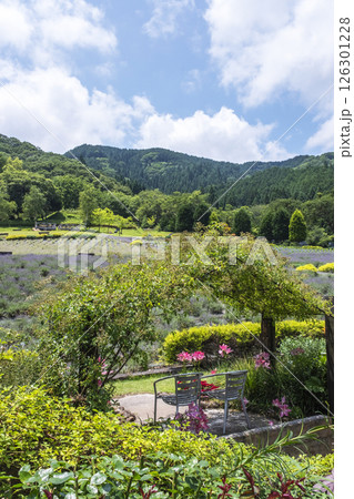 ラベンダーの花　蒜山高原 126301228