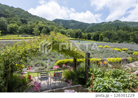 ラベンダーの花　蒜山高原 126301229