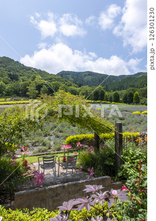 ラベンダーの花　蒜山高原 126301230