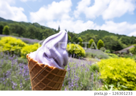 ラベンダーの花　蒜山高原 126301233