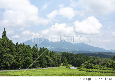 ラベンダーの花 蒜山高原 ラベンダーの花 蒜山高原 126301238