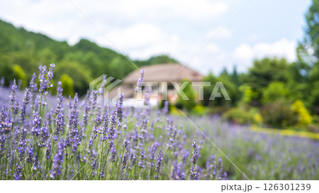 ラベンダーの花 蒜山高原 ラベンダーの花 蒜山高原 126301239