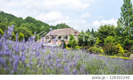 ラベンダーの花　蒜山高原 126301240