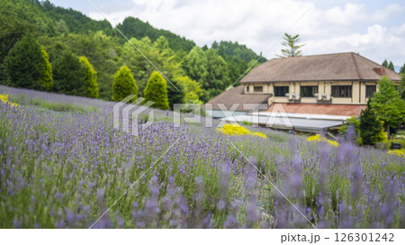 ラベンダーの花　蒜山高原 126301242