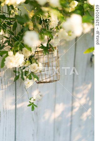 フェンスに絡みつくモッコウバラ 126301439