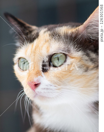 Close-up portrait of a calico cat with green eyes. Close-up portrait of a calico cat with green eyes. 126301568