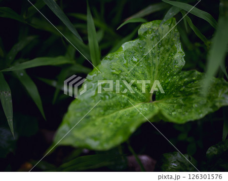 fresh green plants in the rain. Natural green background with leaf and drops of water. 126301576