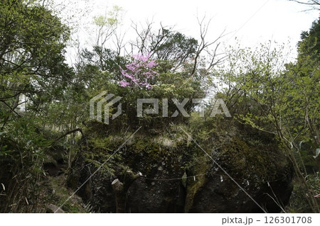 公時の宿石 126301708