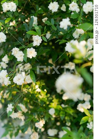 満開に咲くモッコウバラ 126301710