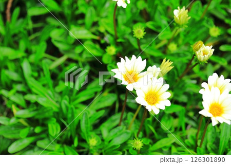 ガザニアの白い花 126301890