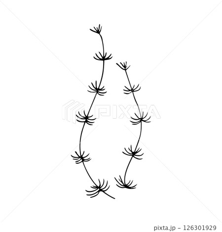 Hand-drawn Line Art Seaweed Illustration 126301929