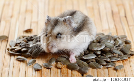 部屋んぽちゅうの可愛いハムスター1 部屋んぽちゅうの可愛いハムスター1 126301937