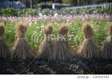 田んぼと藁 126302592