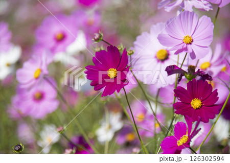 赤紫のコスモス 126302594