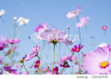 秋桜 126302597