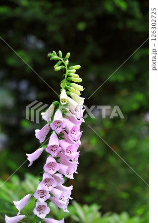 公園に咲くジキタリス 126302725