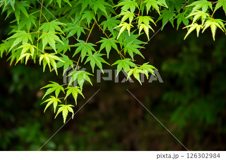 新緑イメージ・青もみじ【三重県 四日市市 もみじ谷】 126302984
