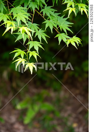 新緑イメージ・青もみじ【三重県 四日市市 もみじ谷】 新緑イメージ・青もみじ【三重県 四日市市 もみじ谷】 126302988