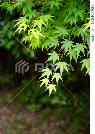 新緑イメージ・青もみじ【三重県 四日市市 もみじ谷】 126302989