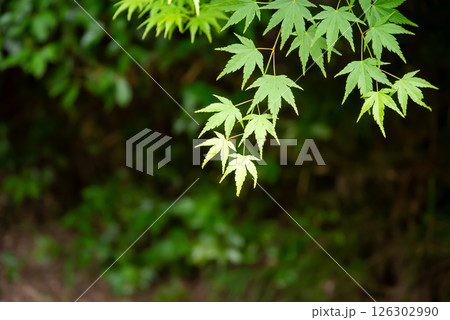 新緑イメージ・青もみじ【三重県 四日市市 もみじ谷】 126302990