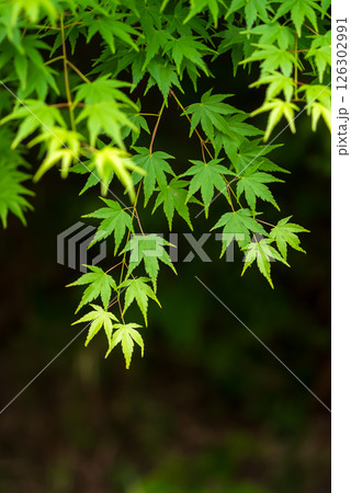 新緑イメージ・青もみじ【三重県 四日市市 もみじ谷】 126302991