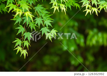 新緑イメージ・青もみじ【三重県 四日市市 もみじ谷】 126302992