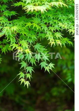 新緑イメージ・青もみじ【三重県 四日市市 もみじ谷】 126302993