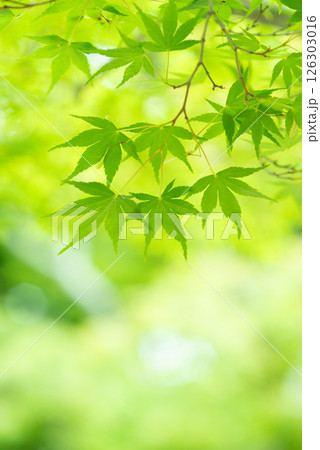 新緑イメージ・青もみじ【三重県 四日市市 もみじ谷】 126303016