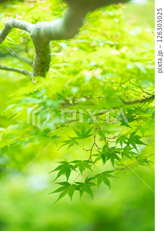 新緑イメージ・青もみじ【三重県 四日市市 もみじ谷】 新緑イメージ・青もみじ【三重県 四日市市 もみじ谷】 126303025