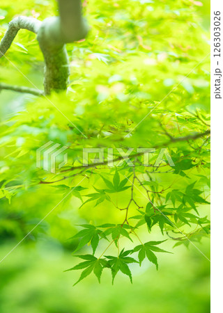 新緑イメージ・青もみじ【三重県 四日市市 もみじ谷】 新緑イメージ・青もみじ【三重県 四日市市 もみじ谷】 126303026