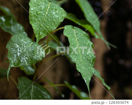 fresh green plants in the rain. Natural green background with leaf and drops of water. fresh green plants in the rain. Natural green background with leaf and drops of water. 126303074