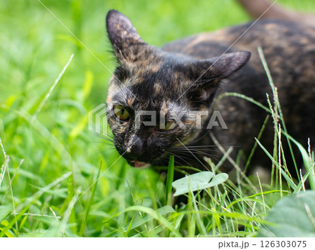 Close-up portrait of a cute cat with green grass nature background. 126303075