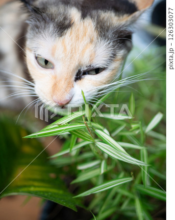 Close-up portrait of a calico cat eating grass Thyrsostachys siamensis Gamble or Temple Bamboo. 126303077
