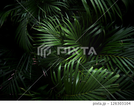 Dark Green Tropical palm leaves pattern background. 126303104
