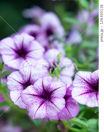 Petunia flower in in summer meadow. 126303116