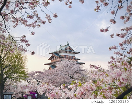桜に囲まれた高島城跡 桜に囲まれた高島城跡 126303180