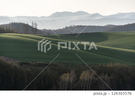 早春の丘と大地 早春の丘と大地 126303576