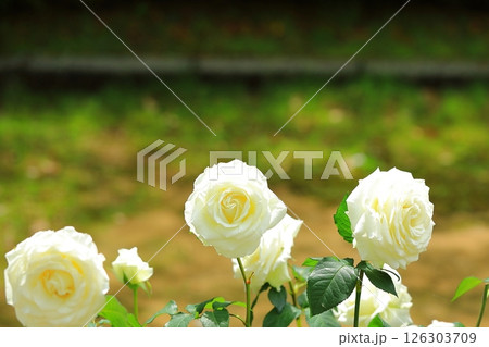 可愛いバラ 126303709