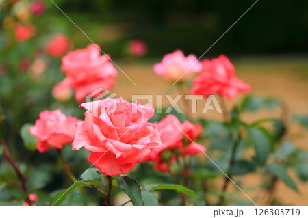 可愛いバラ 126303719