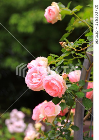 可愛いバラ 可愛いバラ 126303720