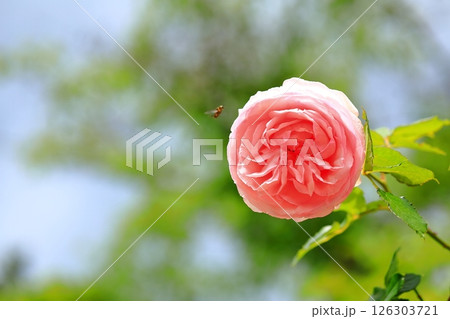 可愛いバラ 126303721