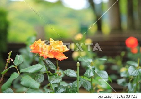可愛いバラ 126303723