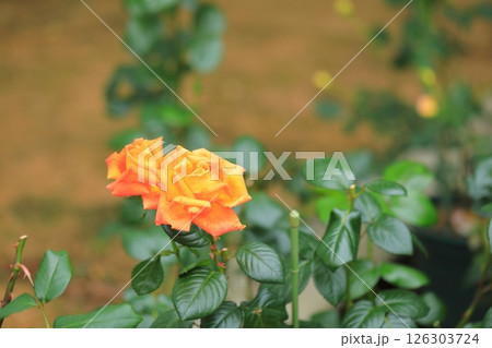 可愛いバラ 126303724