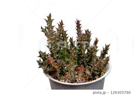 多肉植物 カラルマ属 黒竜角 多肉植物 カラルマ属 黒竜角 126303780