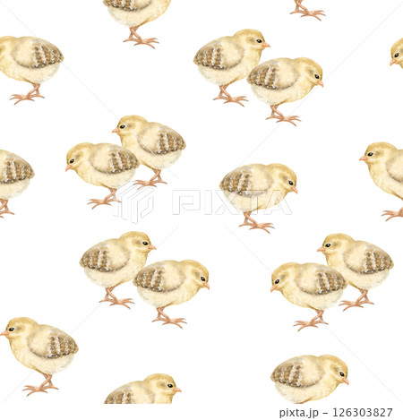 Watercolor yellow baby chicks seamless pattern on white. Easter chickens repeat background for farm birds designs. Fall domestic animals for textile, wrapping paper and kids clothes 126303827