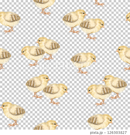 Watercolor yellow baby chicks seamless pattern on white. Easter chickens repeat background for farm birds designs. Fall domestic animals for textile, wrapping paper and kids clothes 126303827