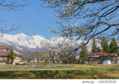 四十九院のこぶしと白馬三山【北安曇郡白馬村】 126303828
