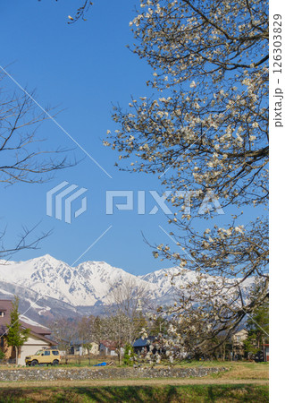 四十九院のこぶしと白馬三山【北安曇郡白馬村】 四十九院のこぶしと白馬三山【北安曇郡白馬村】 126303829